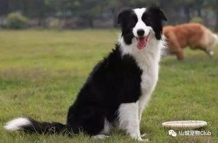 中医治疗狗狗呕吐有哪些方法呢？