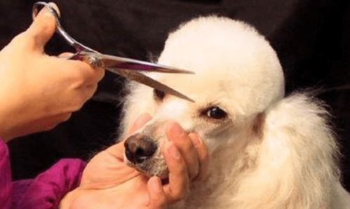 小狗难产，速找专业兽医！