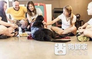 小狗难产，速找专业兽医！