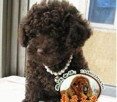 泰迪驱虫攻略，禁忌必看！