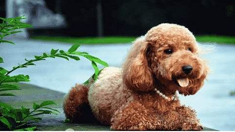 泰迪驱虫攻略，禁忌必看！