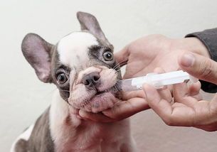 宠物感冒，科学喂药有妙招。