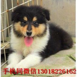 苏格兰牧羊犬咳嗽药推荐：最佳治疗方案大公开！