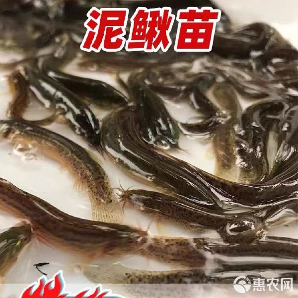 泥鳅苗小泥鳅鲜活宠物鱼龙鱼筏钓小鱼淡水活体饲料鱼包邮