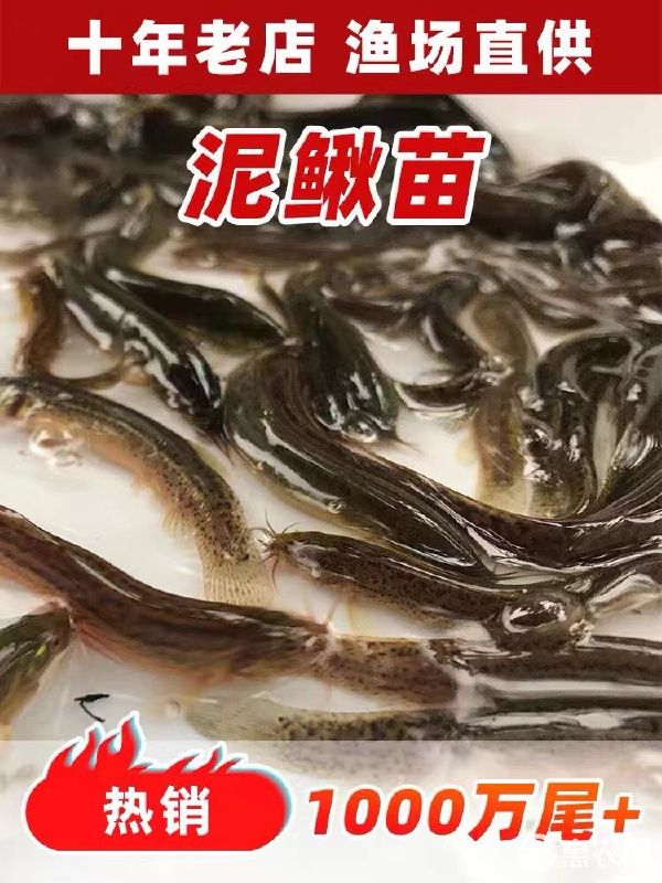 泥鳅苗小泥鳅鲜活宠物鱼龙鱼筏钓小鱼淡水活体饲料鱼包邮