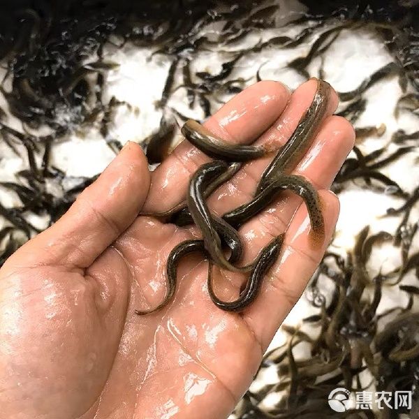 泥鳅苗小泥鳅鲜活宠物鱼龙鱼筏钓小鱼淡水活体饲料鱼包邮