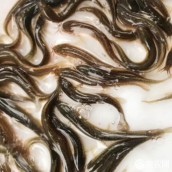 泥鳅苗小泥鳅鲜活宠物鱼龙鱼筏钓小鱼淡水活体饲料鱼包邮