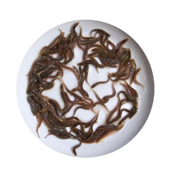 泥鳅苗小泥鳅鲜活宠物鱼龙鱼筏钓小鱼淡水活体饲料鱼包邮