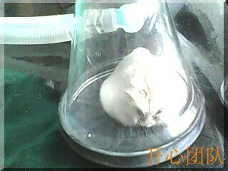 仓鼠眼底血管肿瘤