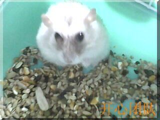 仓鼠眼底血管肿瘤