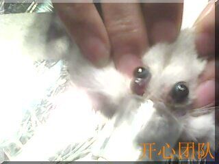 仓鼠眼底血管肿瘤