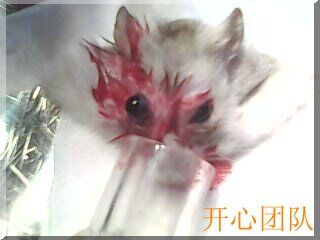 仓鼠眼底血管肿瘤