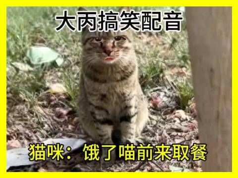 主人埋仓鼠遭猫咪吐槽,消化了