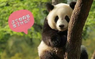 “熊猫萌态识别，宠物新潮流”