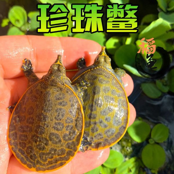 美国珍珠鳖活体观赏甲鱼乌龟吃鱼粪鱼缸清道夫角鳖苗宠物深水龟苗