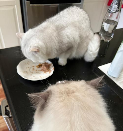 宠物的健康问题——小猫咳嗽的原因及应对方法（探讨宠物饮食）