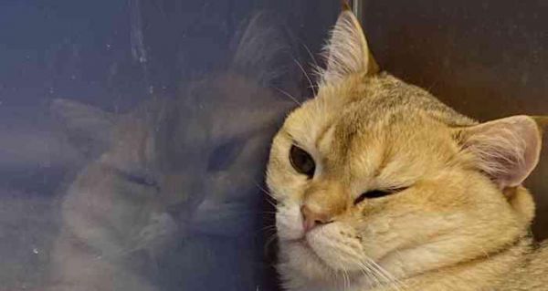 宠物的健康问题——小猫咳嗽的原因及应对方法（探讨宠物饮食）