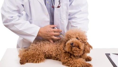 狗狗疫苗接种攻略：多久打一次卫佳八联疫苗？