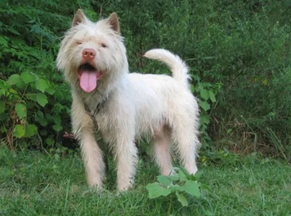 狗狗老了该怎么护理？老年犬该怎么安度晚年？