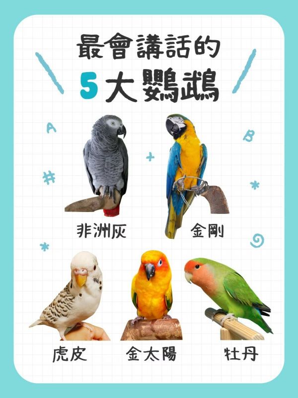 最会说话的鹦鹉排行榜：5 种高智商品种推荐