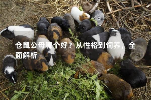 仓鼠公母哪个好?从性格到饲养,全面解析