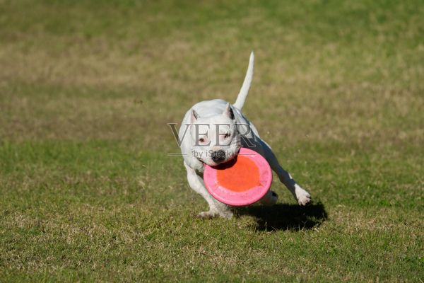 白色的美国斯塔福郡梗犬在玩飞盘照片摄影图片