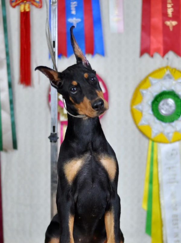 杜宾犬幼犬适合哪种狗粮？如何选择合适的品牌？