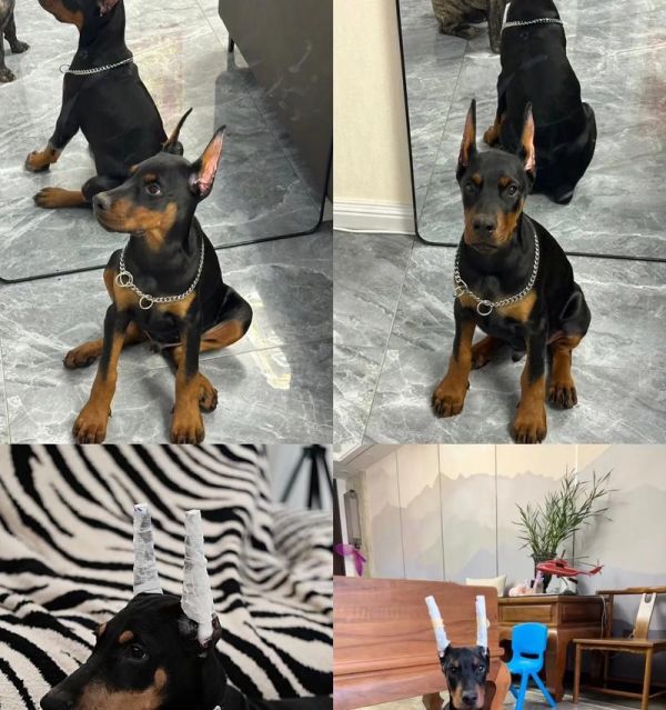 杜宾犬幼犬适合哪种狗粮？如何选择合适的品牌？