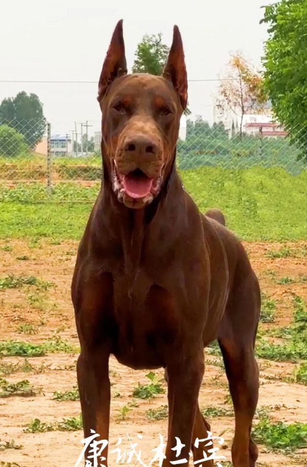杜宾犬幼犬适合哪种狗粮？如何选择合适的品牌？