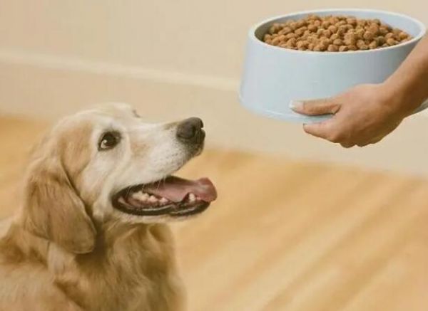 如何挑选金毛幼犬狗粮呢