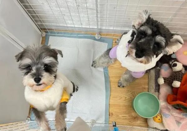 雪纳瑞幼犬如何选择狗粮呢