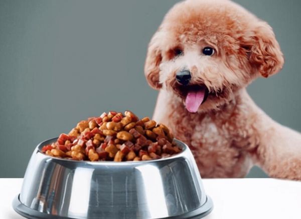 如何选择幼犬的狗粮品牌