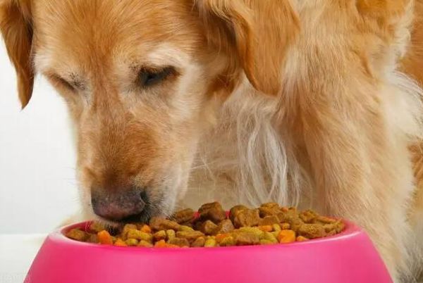 如何选择幼犬狗粮推荐品牌