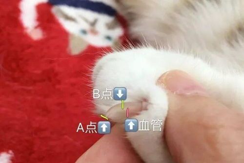 仓鼠需要剪指甲吗？如何正确操作？