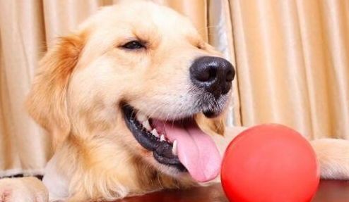 “金毛犬食谱：这些菜，它超爱！”