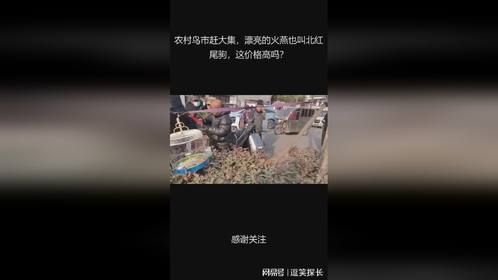 农村鸟市赶大集，漂亮的火燕也叫北红尾驹，这价格高吗？