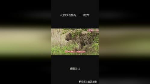 花豹伏击猎狗，一口致命