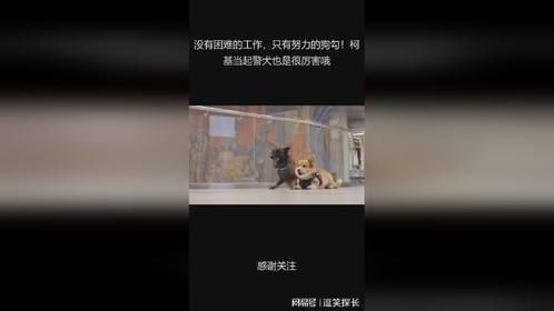 没有困难的工作，只有努力的狗勾！柯基当起警犬也是很厉害哦