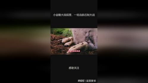 小金雕大战狐狸，一场血脉压制大战