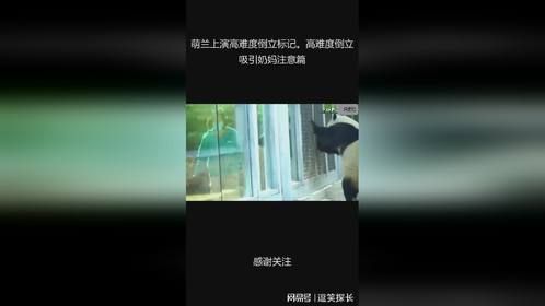萌兰上演高难度倒立标记。高难度倒立吸引奶妈注意篇