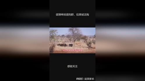 雄狮单挑猎狗群，结果被活掏