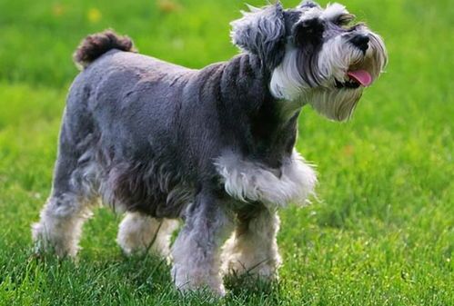 自制雪纳瑞狗粮，营养美味，宠犬健康加分！