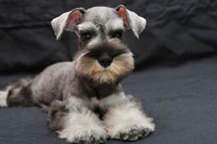 自制雪纳瑞狗粮，营养美味，宠犬健康加分！