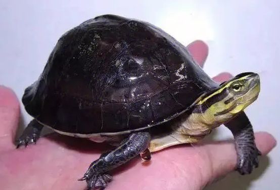 安布闭壳龟怎么养？个人饲养经验分享~