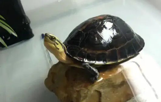 安布闭壳龟怎么养？个人饲养经验分享~