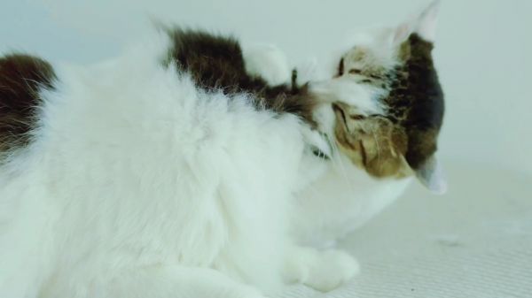 猫妈妈是怎么揍儿子的，最后连爪子都塞嘴里，果然是亲生的不怕臭