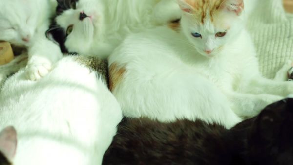 有晒车晒房晒存款的，而我……每天晒猫，而且是一窝猫。