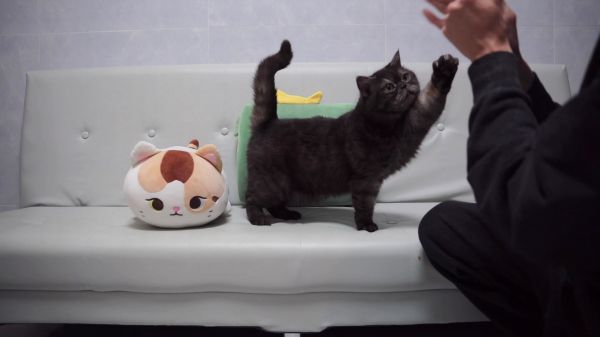 小猫咪学会了击掌，虽然还不太熟悉，但是真的很棒啊！