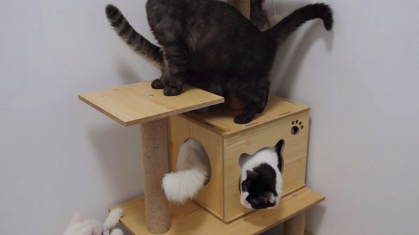 农村的猫咪第一次玩猫爬架，猫：世界上还有这么好玩的东西？