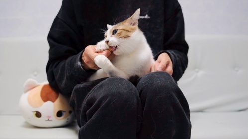 小猫咪为了吃零食，急得直接说人话了